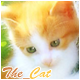 The_Cat